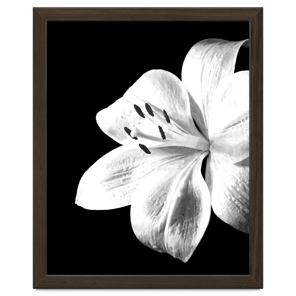 White Lily Black Background