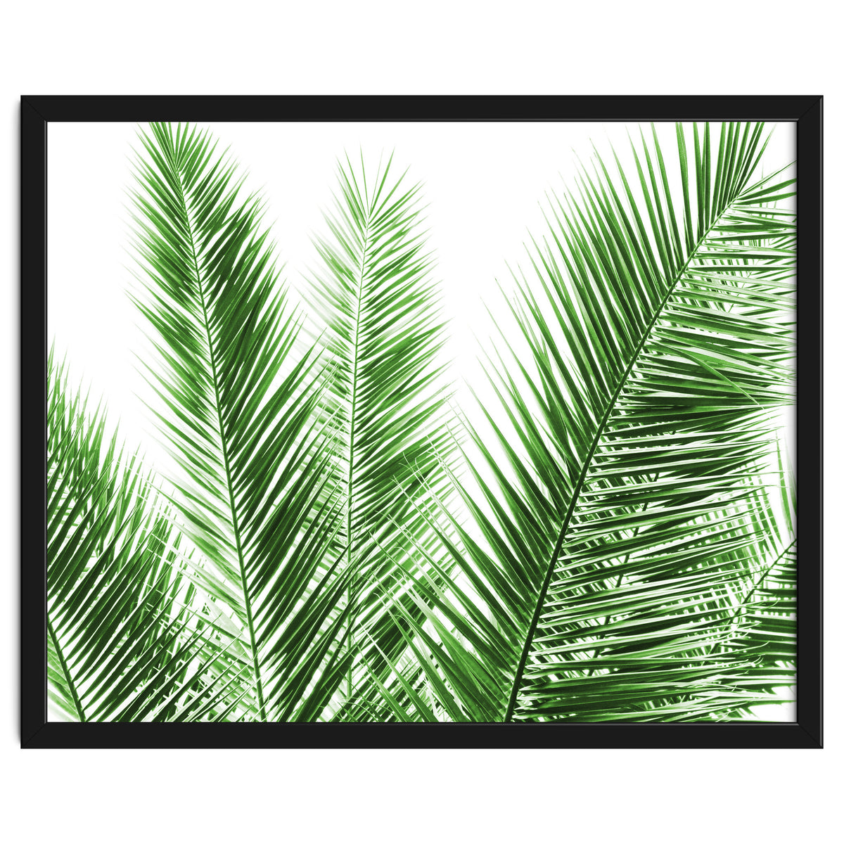 Palm Leaves
