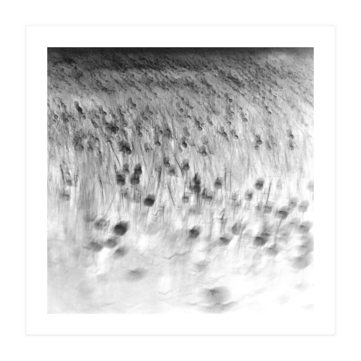 forgotten meadows (Print Only)