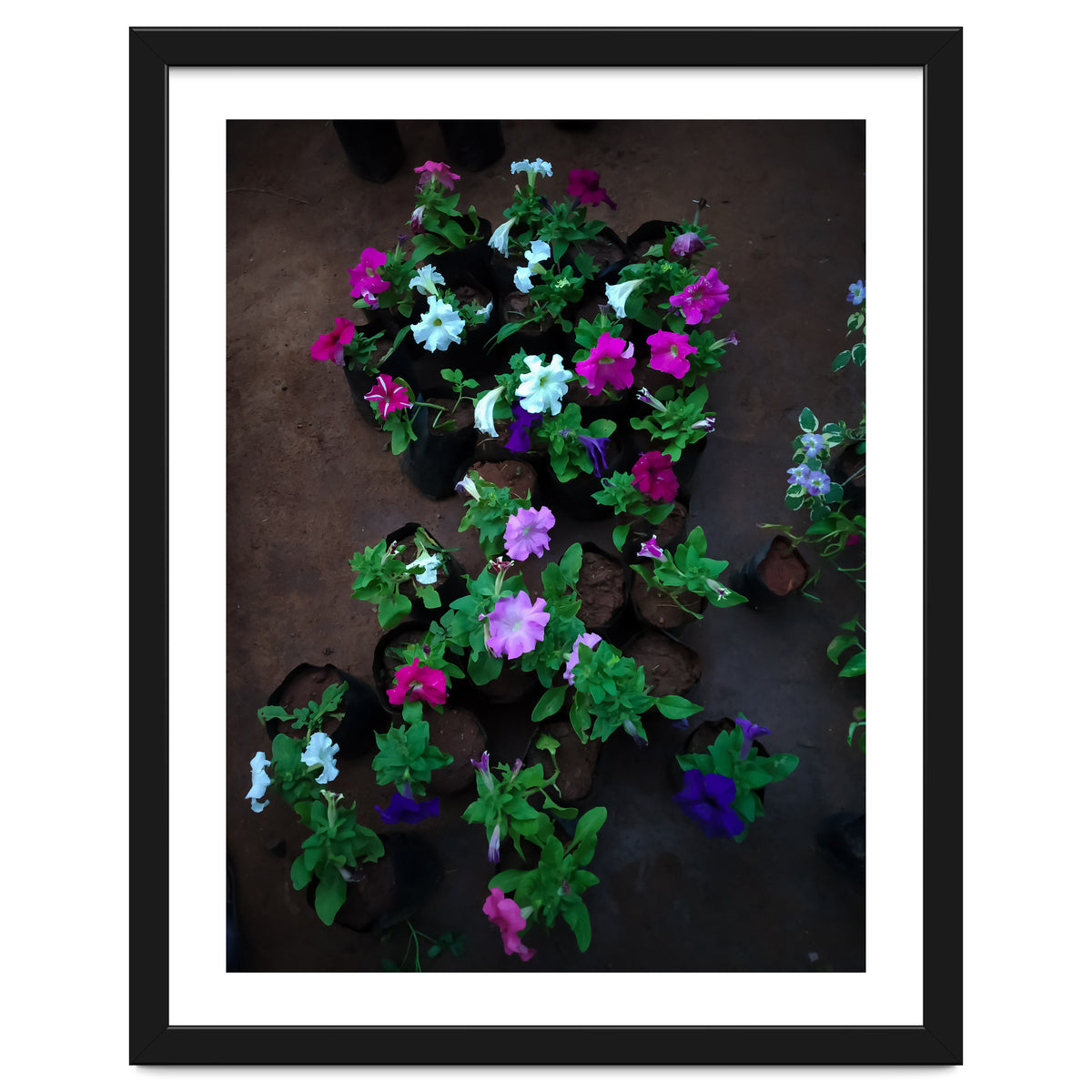 Beautiful Flower Garden