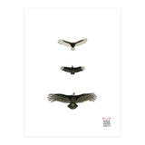 Cathartidae (Print Only) thumbnail