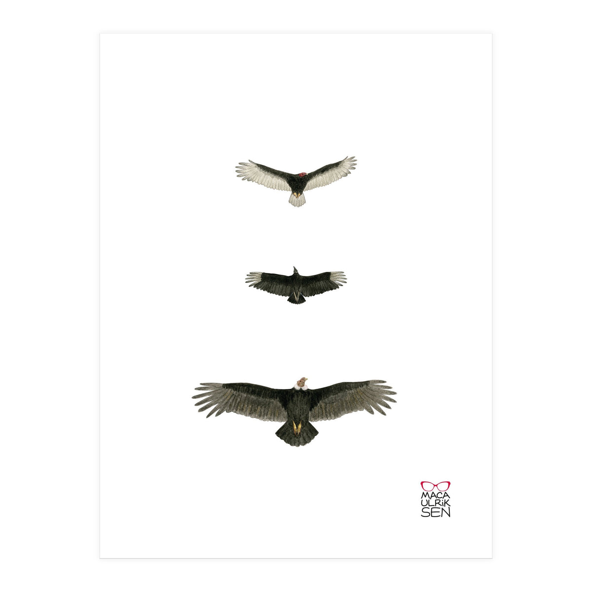 Cathartidae (Print Only)