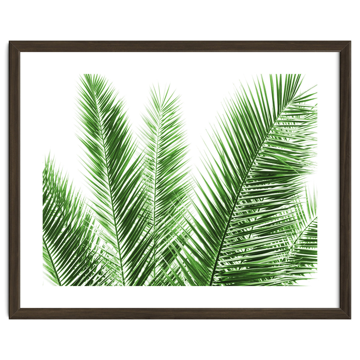 Palm Leaves