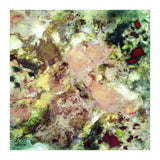 Sugar Coated (Print Only) thumbnail
