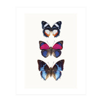 Cc Butterflies 03 (Print Only)