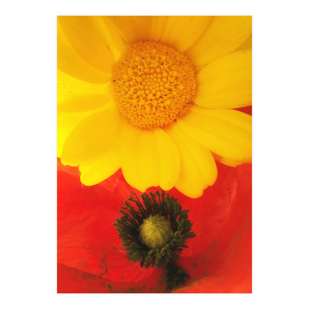 SPRING LOVE (Print Only)