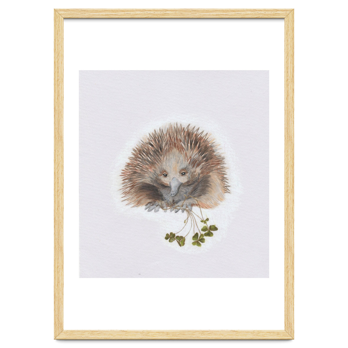 Echidna - Australian Animal Series
