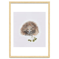 Echidna - Australian Animal Series