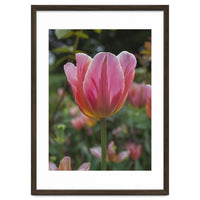 Yorkshire Tulip