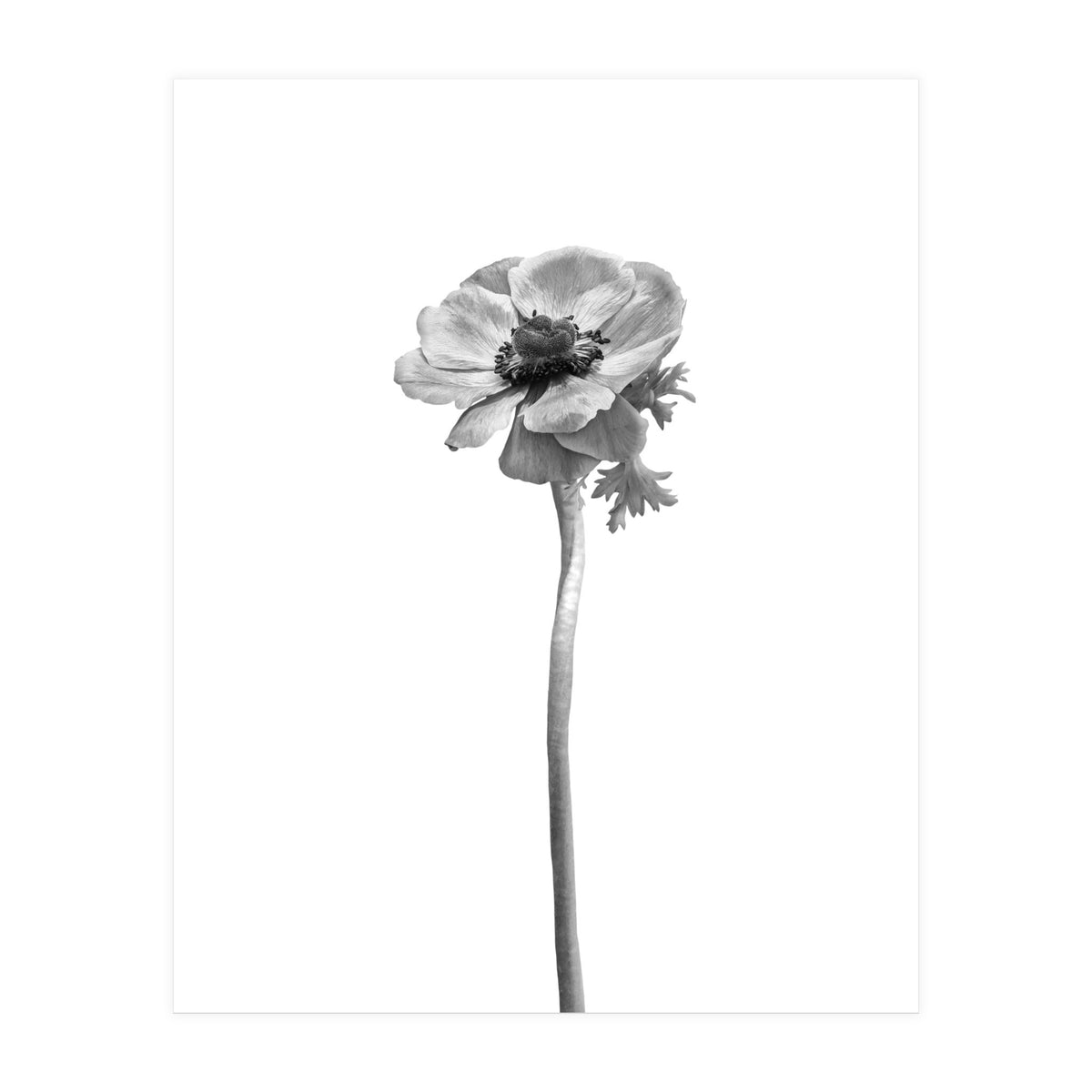 Anemone coronaria | bright design (Print Only)