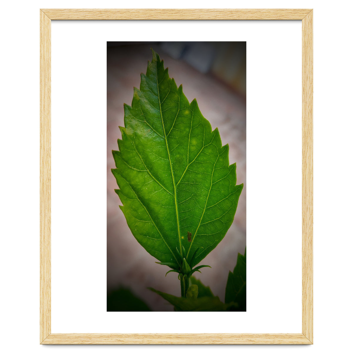 Hibiscus Plant Petal