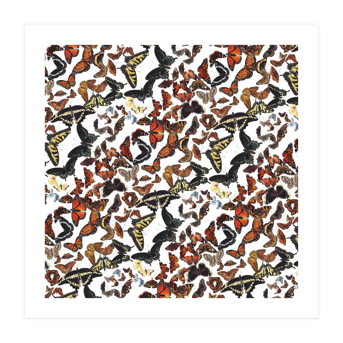 Maine Butterflies Pattern (Print Only)