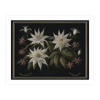 Edelweiss Vintage Illustration (Print Only)