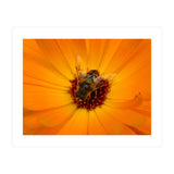 Bee Kind (Print Only) thumbnail