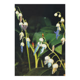 Fishflower (Print Only) thumbnail