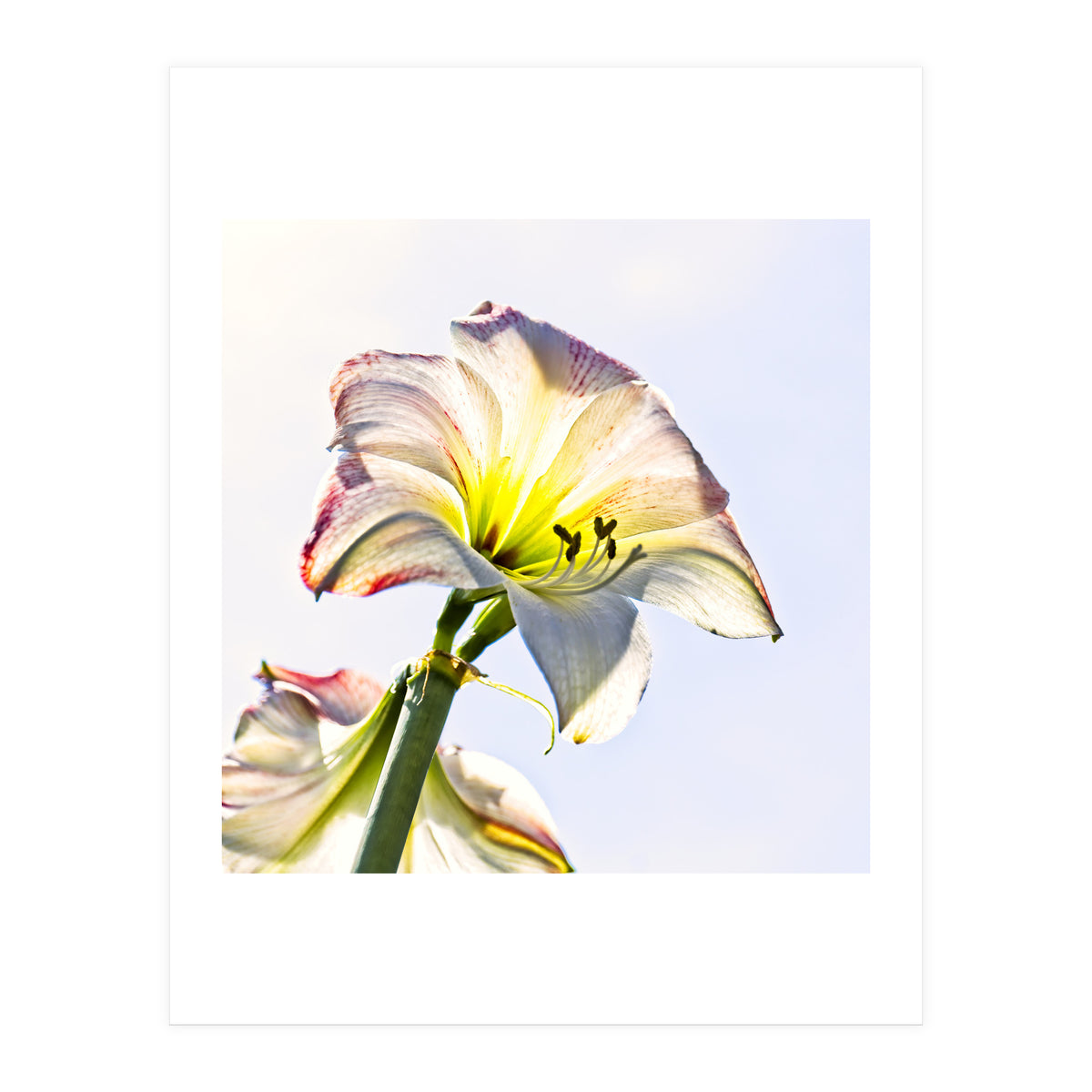 Amaryllis 2 (Print Only)