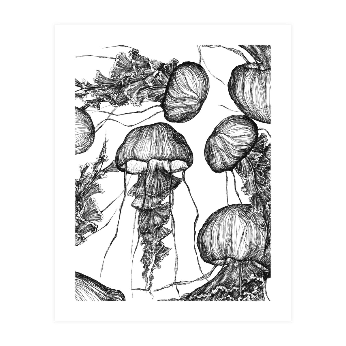 jellyfish (Print Only)