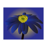 Anemone Blanda Flower Art (Print Only) thumbnail