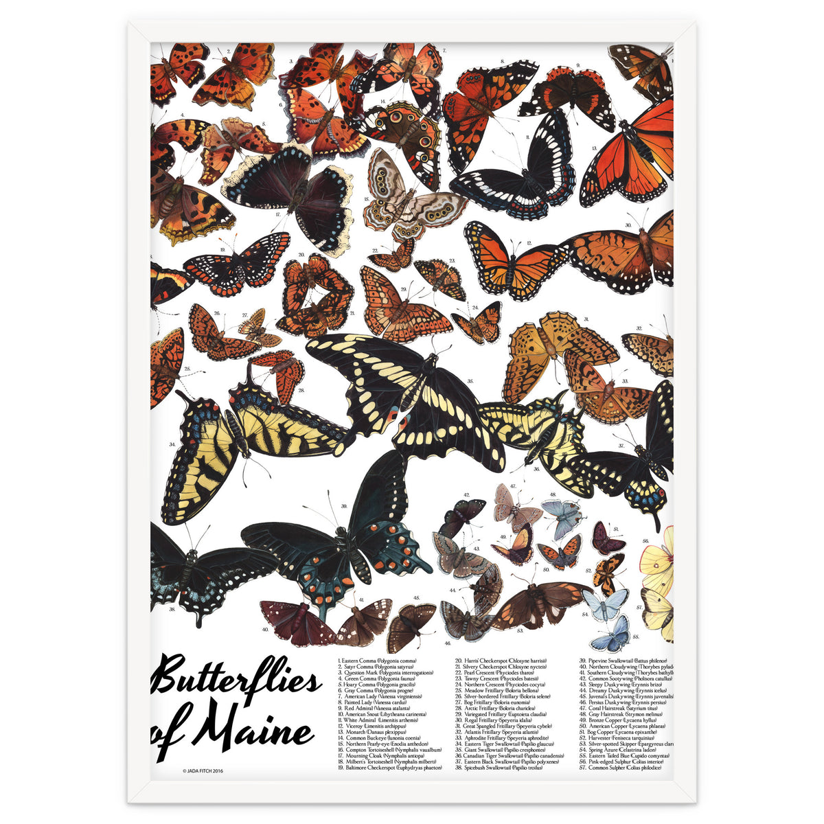 Maine Butterflies Chart