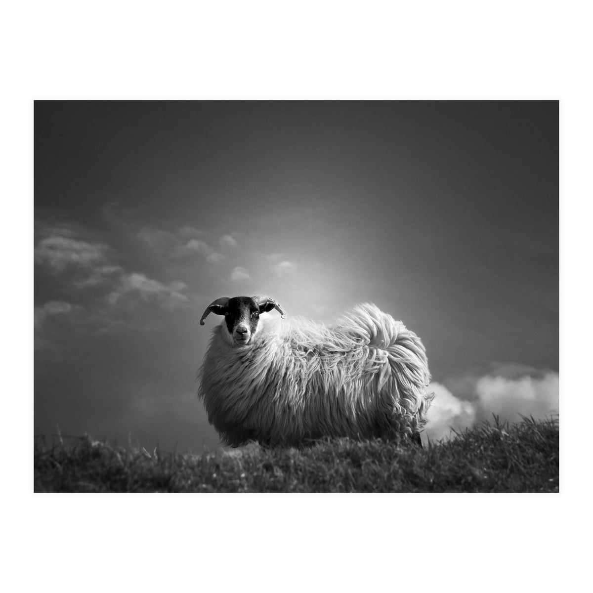 le fluff (Print Only)