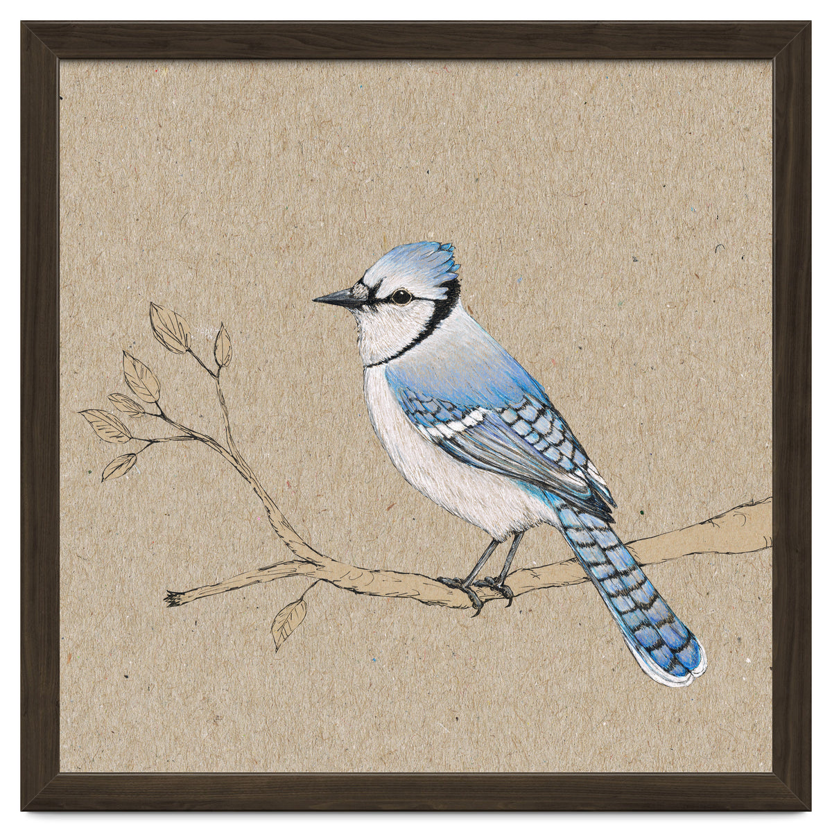 Blue jay
