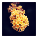 Autumn Flowers (Print Only) thumbnail