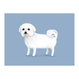 Bichon Frise (Print Only) thumbnail