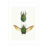 Cc Insects 02 (Print Only) thumbnail