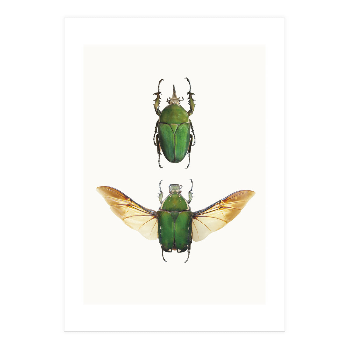 Cc Insects 02 (Print Only)