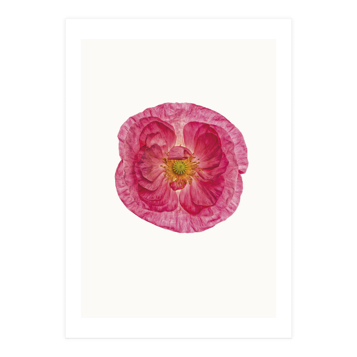 Cc Poppy 01 (Print Only)