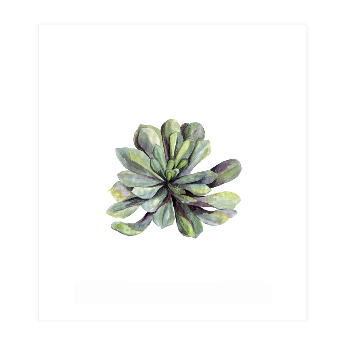 Botanical Illustration Succulent (Print Only)