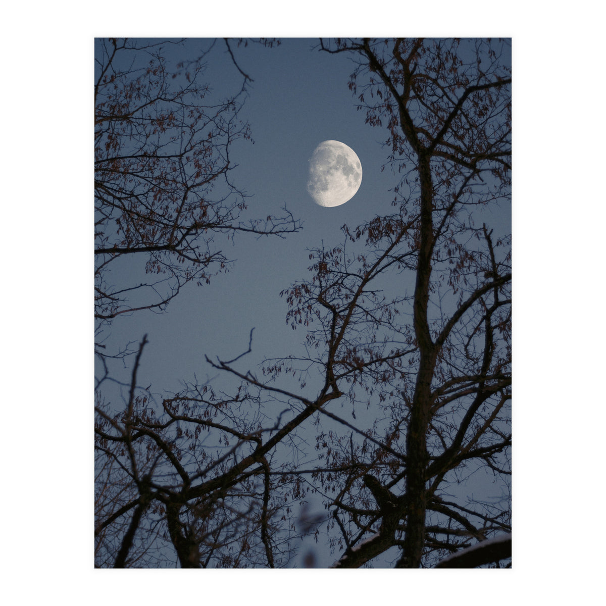 Howling (Print Only)