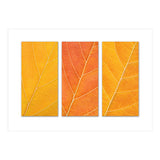 Autumn Leaves (Print Only) thumbnail