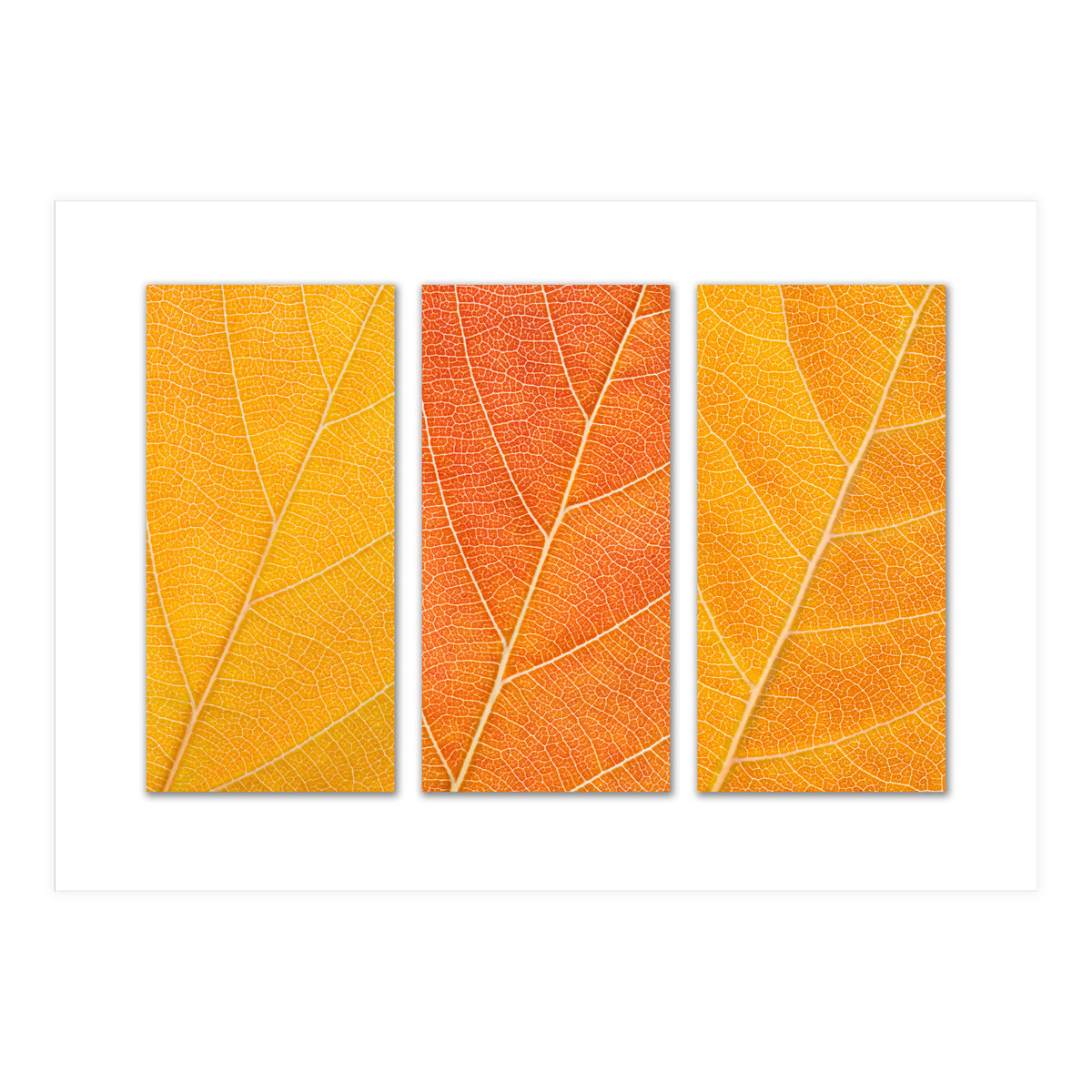 Autumn Leaves (Print Only)