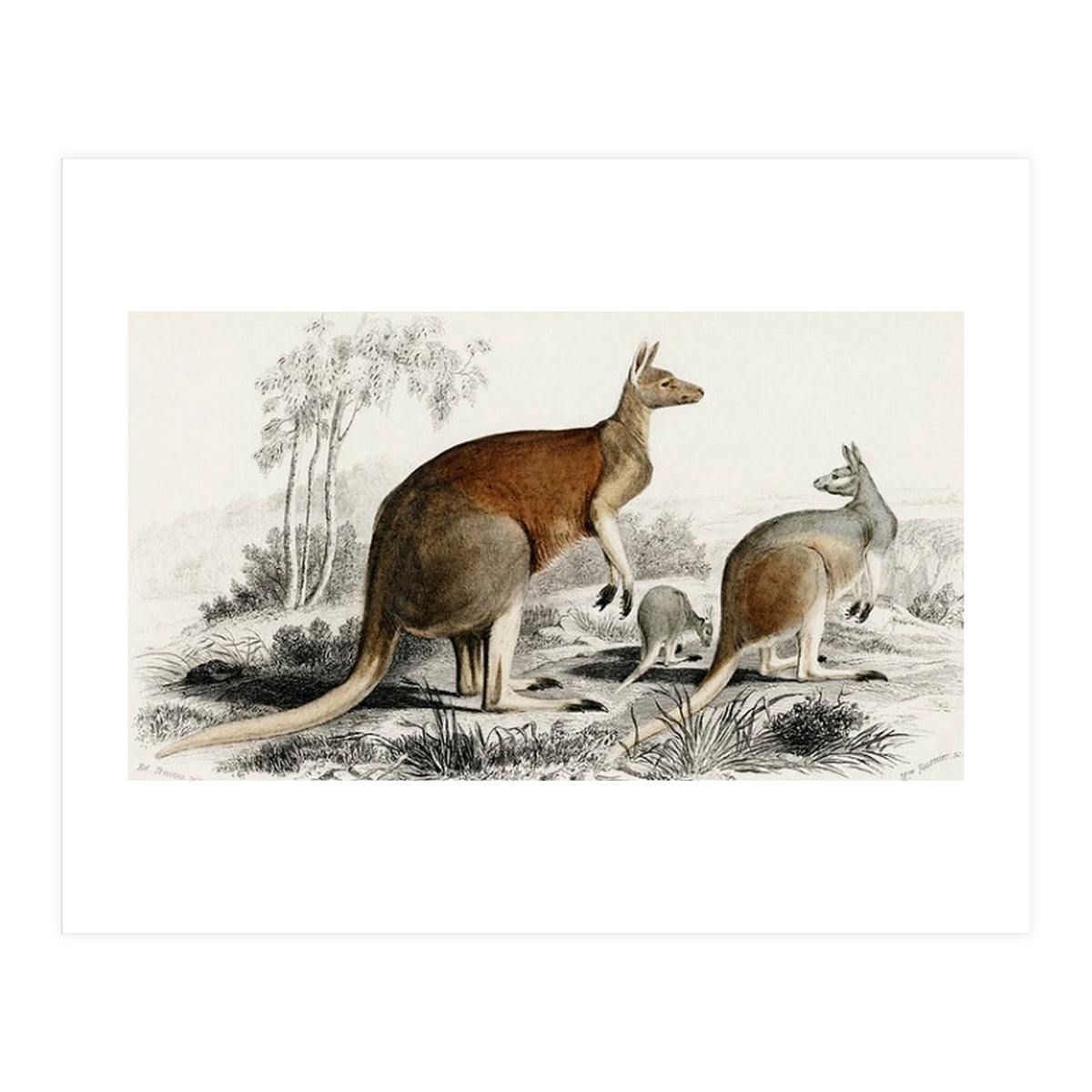 The red kangaroo illustrated (Print Only)