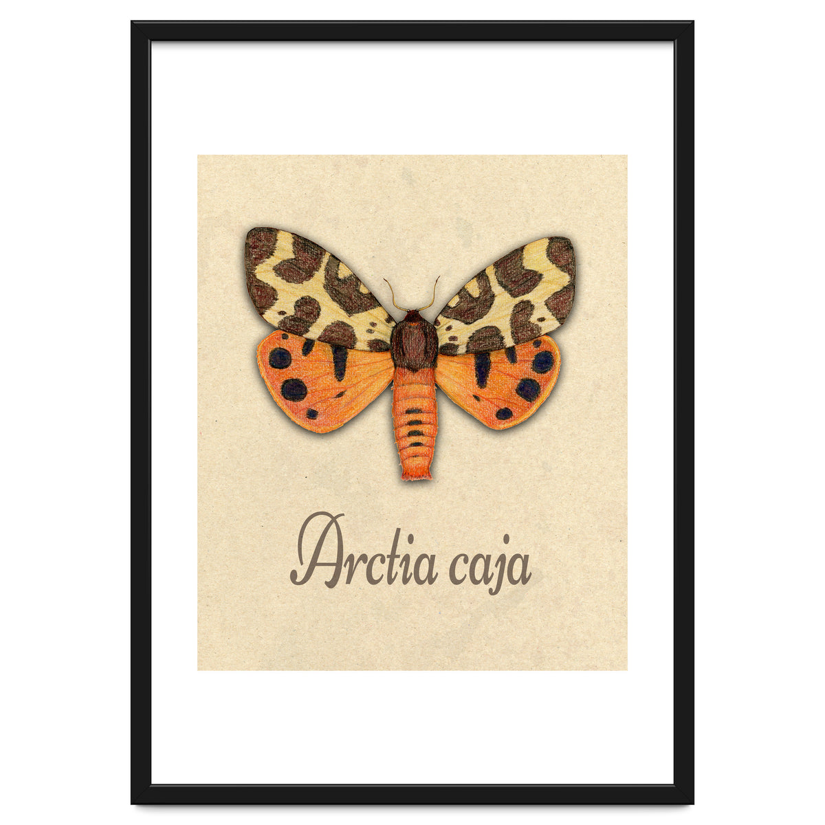 Garden tiger moth illustration