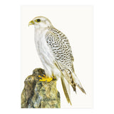 Cc Bird 03 (Print Only) thumbnail