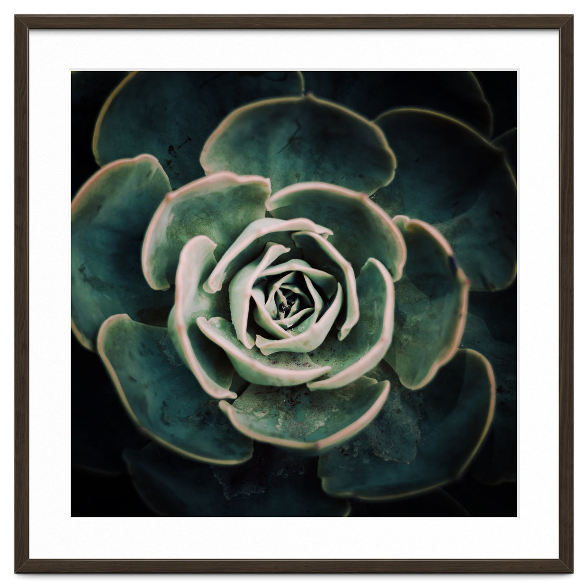 DARKSIDE OF SUCCULENTS IV-A