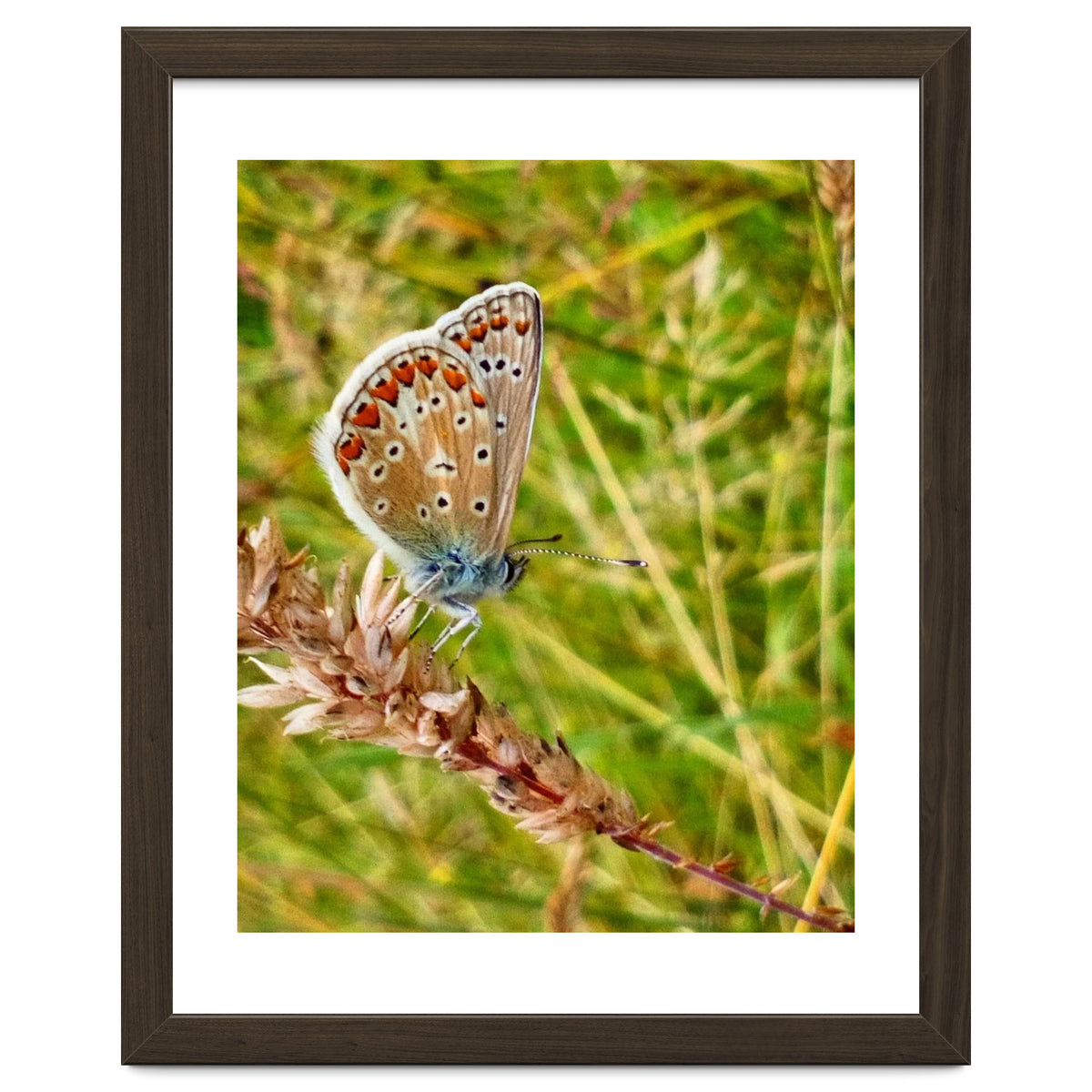 Butterfly in the meadow