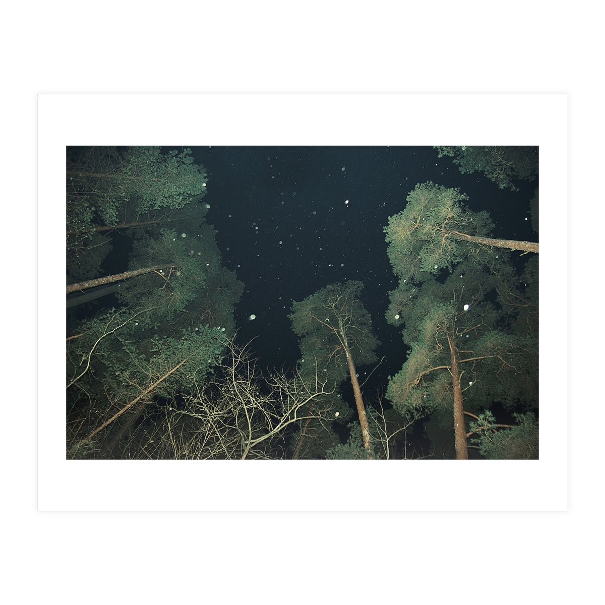 Broccoli (Print Only)