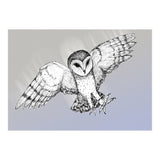 Attacking barn owl (Print Only) thumbnail