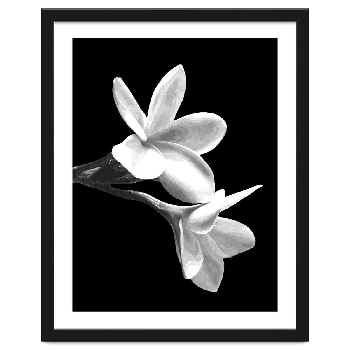 Black and White Flowers