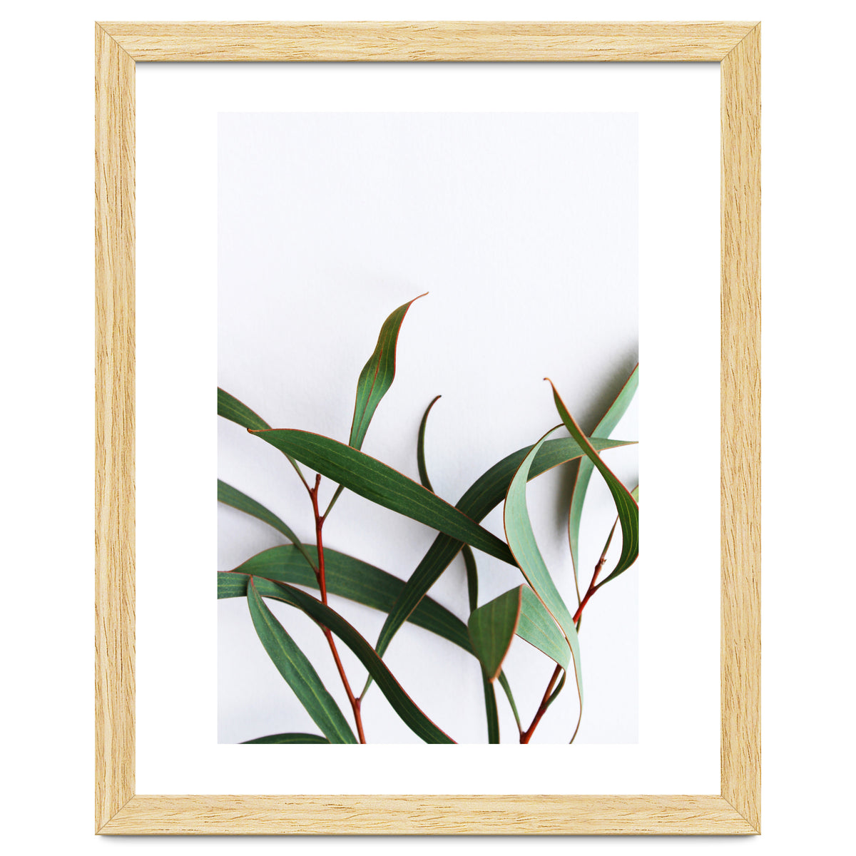 Green Eucalyptus leaves