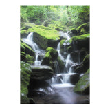 Forest (Print Only) thumbnail