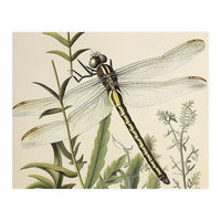 Dragonfly Vintage Illustration (Print Only)