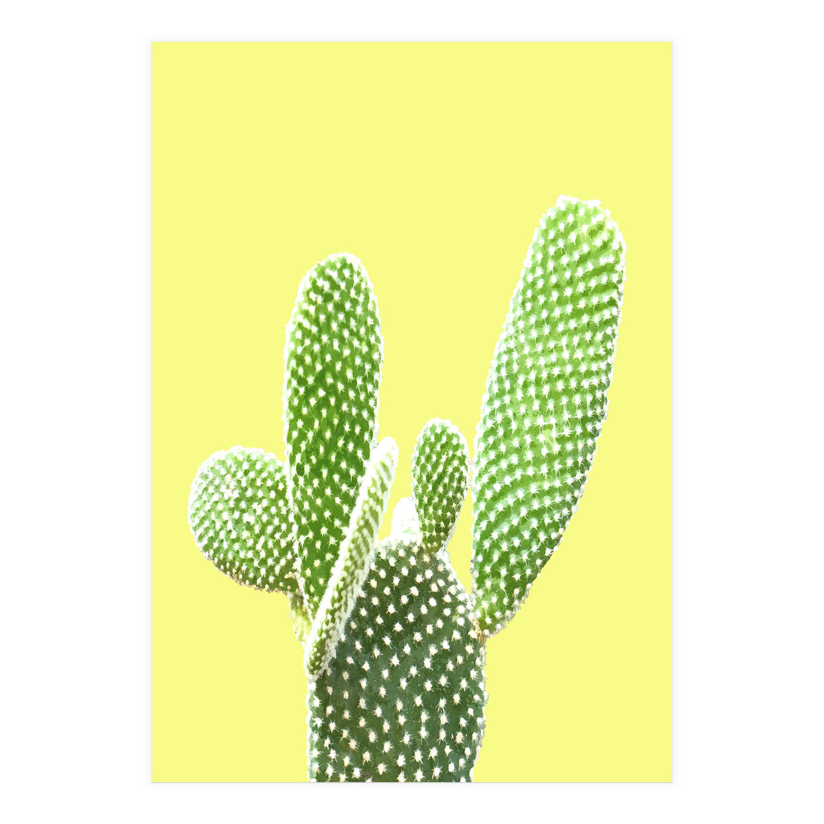 Cactus Yellow Background (Print Only)