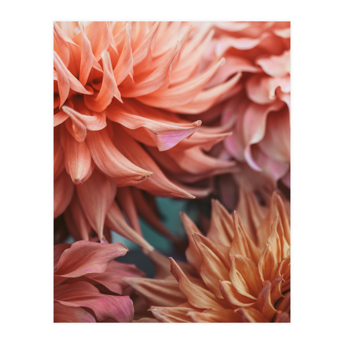 Vintage Dahlia  (Print Only)