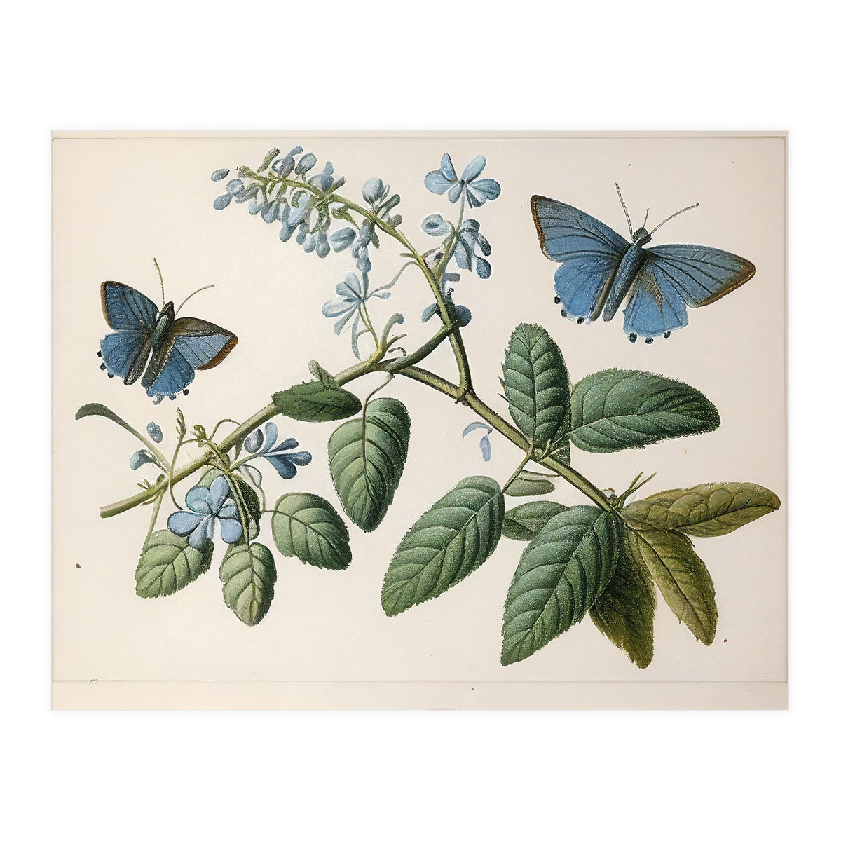 Butterflies Vintage Illustration (Print Only)