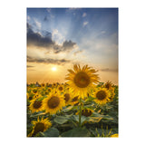 Sunflower field at sunset  (Print Only) thumbnail