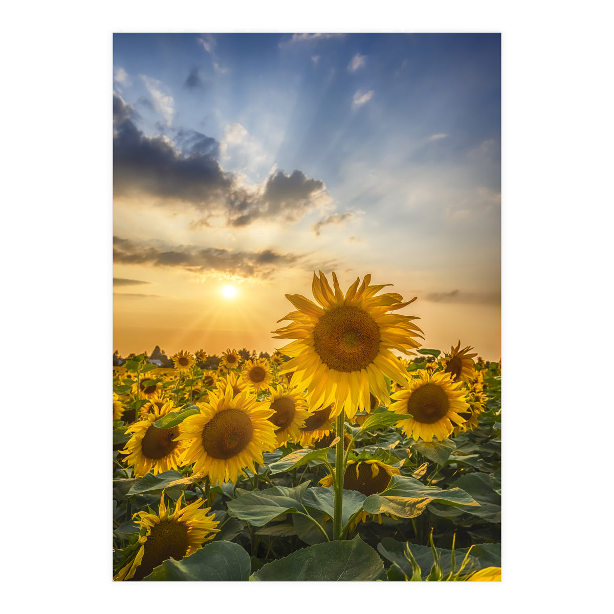 Sunflower field at sunset  (Print Only)